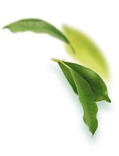 leaf